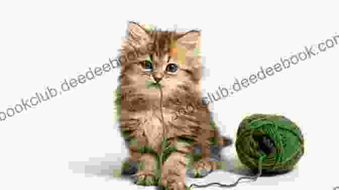 A Cute, Fluffy Kitten Playing With A Ball Of Yarn Kitten Love: The Trilogy Ariele M Huff