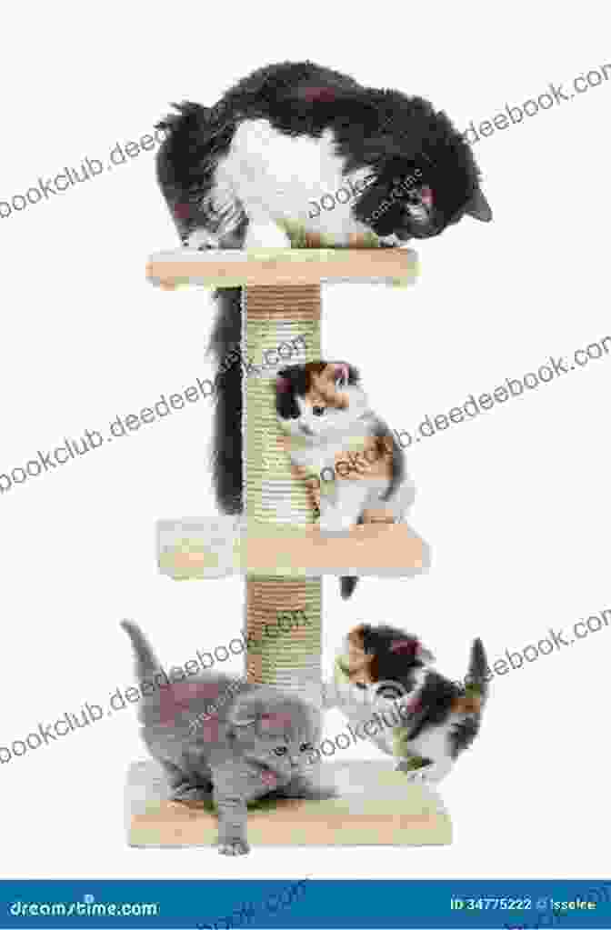 A Group Of Kittens Playing In A Tree Kitten Love: The Trilogy Ariele M Huff
