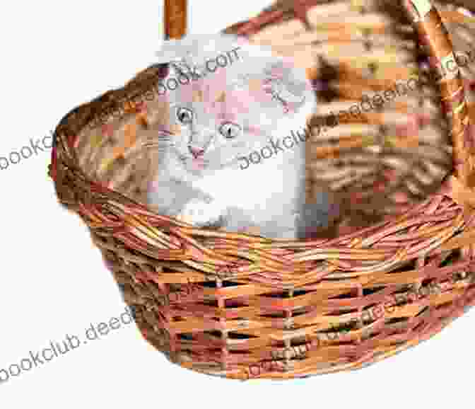 A Kitten Peeking Out Of A Basket Kitten Love: The Trilogy Ariele M Huff