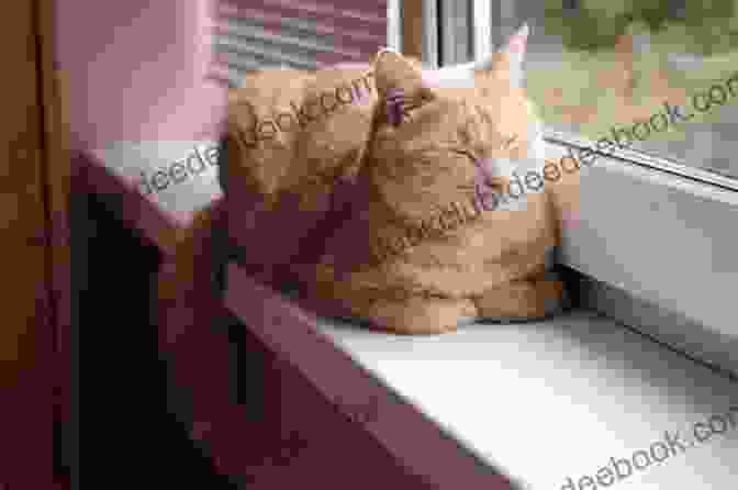 A Kitten Sleeping On A Windowsill Kitten Love: The Trilogy Ariele M Huff