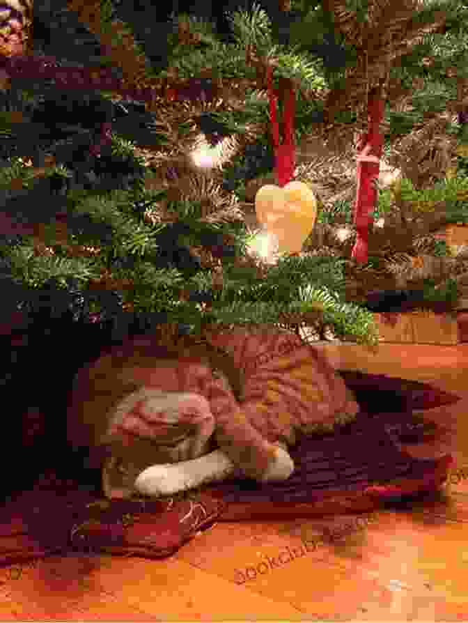 A Kitten Sleeping Under A Christmas Tree Kitten Love: The Trilogy Ariele M Huff