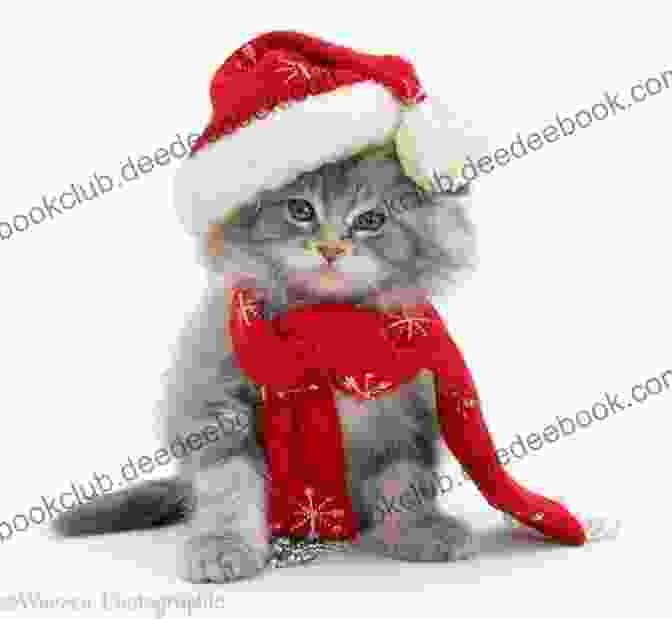 A Kitten Wearing A Santa Hat Kitten Love: The Trilogy Ariele M Huff