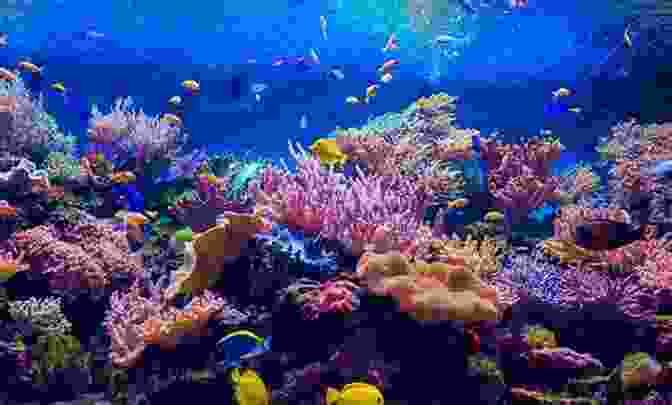 A Vibrant Underwater Scene From Ocean Gardens, Featuring Colorful Coral Reefs And Diverse Marine Life Ocean Gardens David Graeber