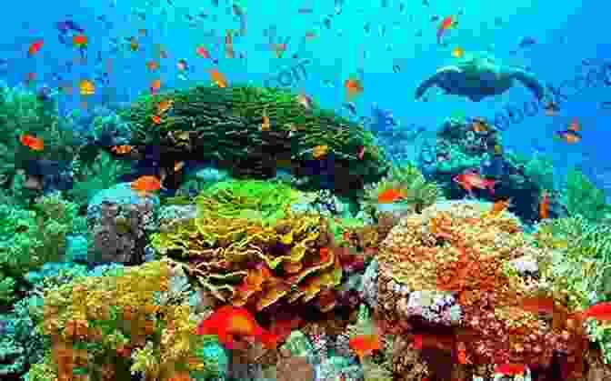 Image Of A Diverse Coral Reef Ecosystem Teeming With Marine Life Marine Protected Areas: A Multidisciplinary Approach (Ecology Biodiversity And Conservation)